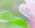 USA, Washington State, Seabeck. Tulip magnolia flower and leaf. Art Print